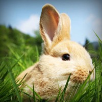 /album/video-blog-b-f-f/photolia-a03-jpg/