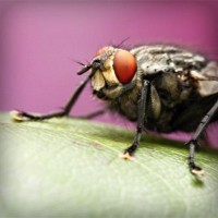 /album/video-blog-b-f-f/photolia-a08-jpg/